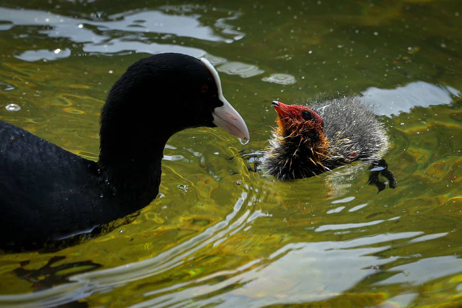 A Eurasian coot