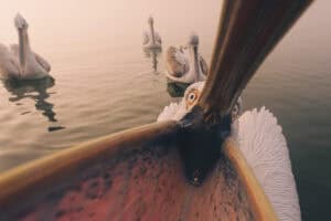 Nature Photography Contest funny animals winner