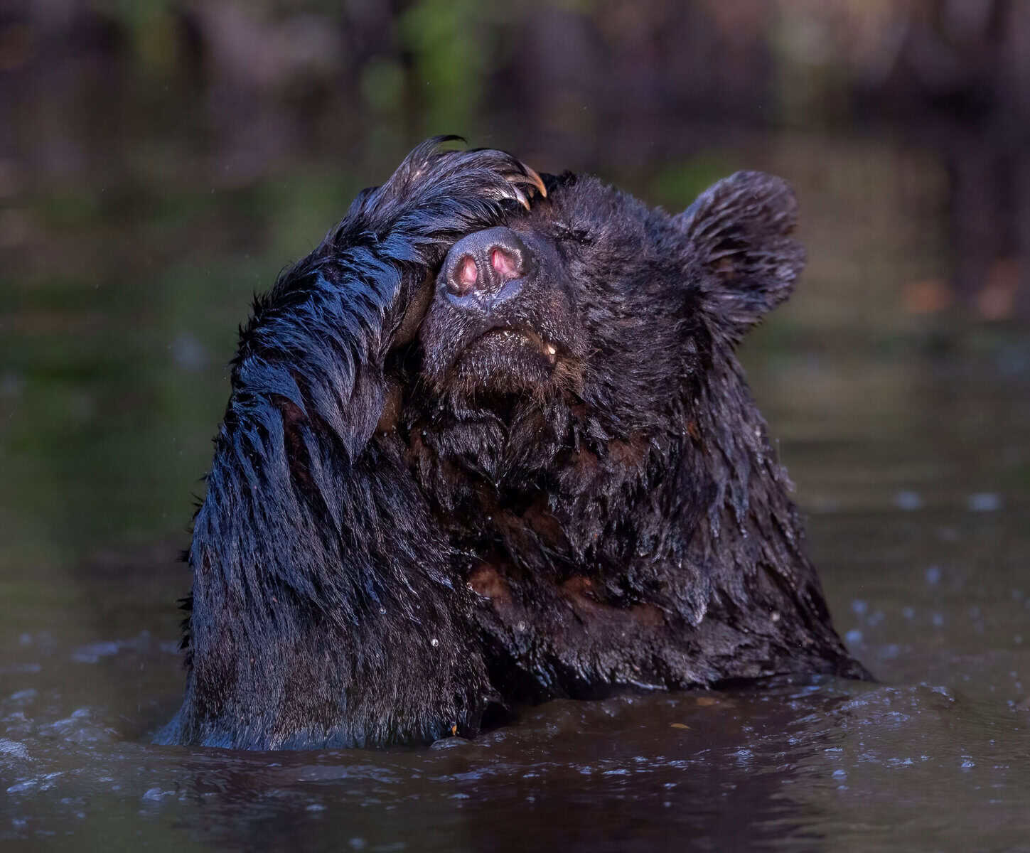 Nature Photography Contest funny animals winner