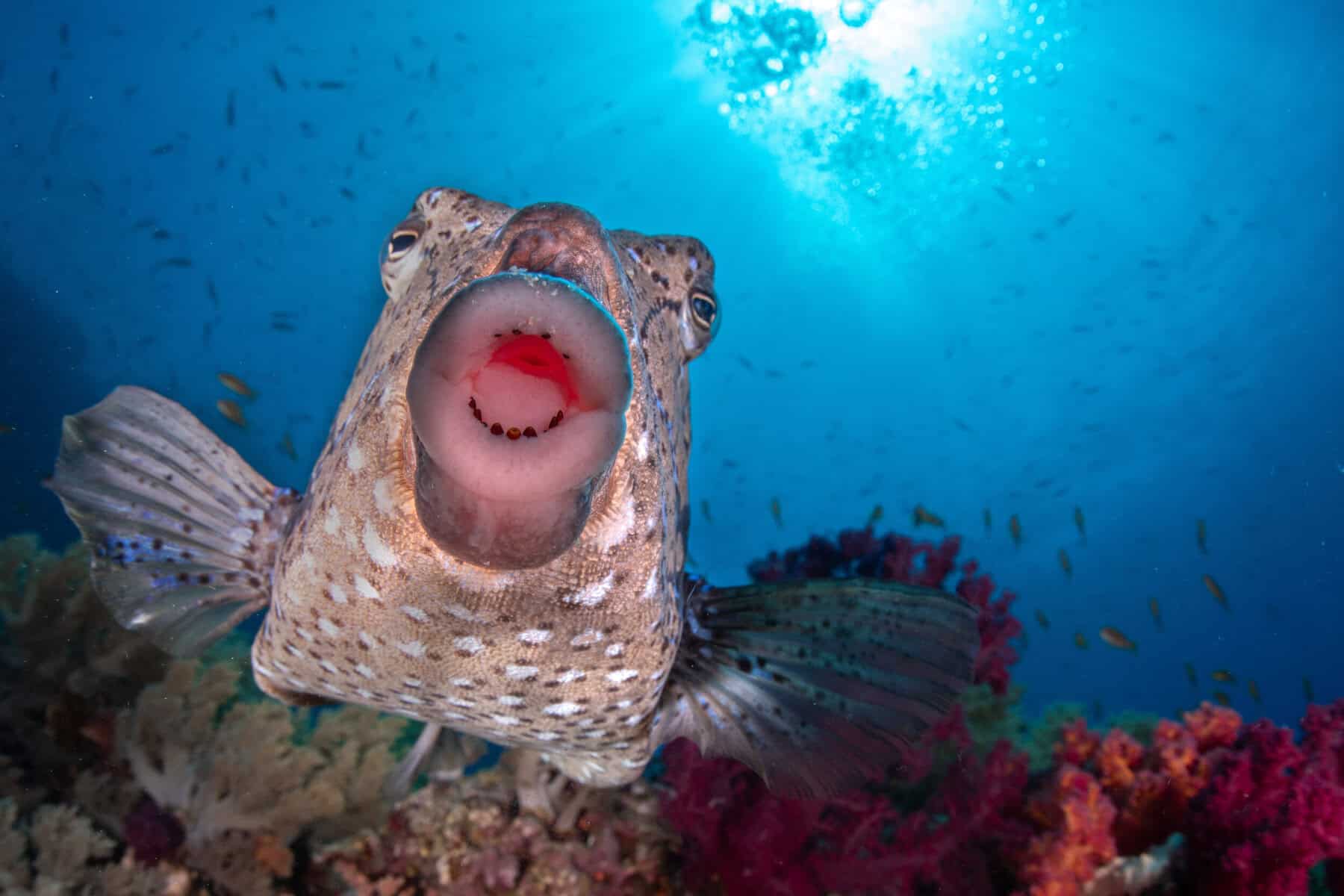 Nature Photography Contest funny animals winner