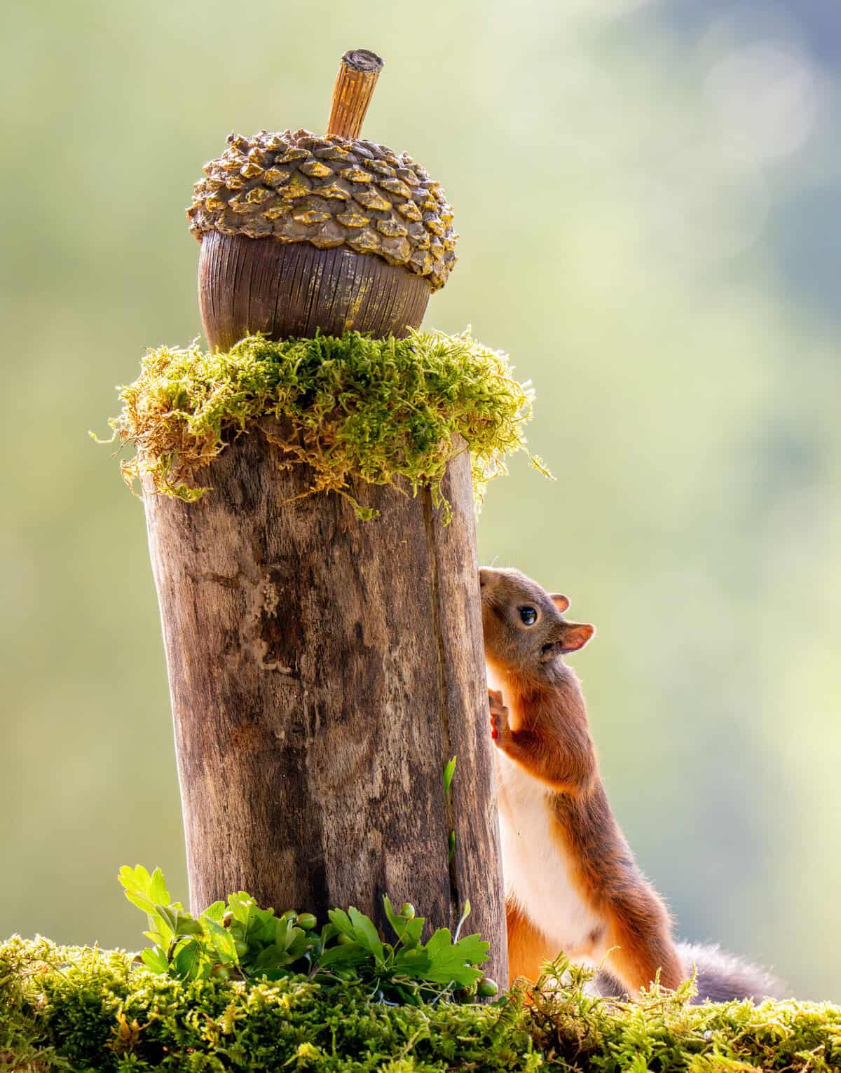 Nature Photography Contest funny animals winner