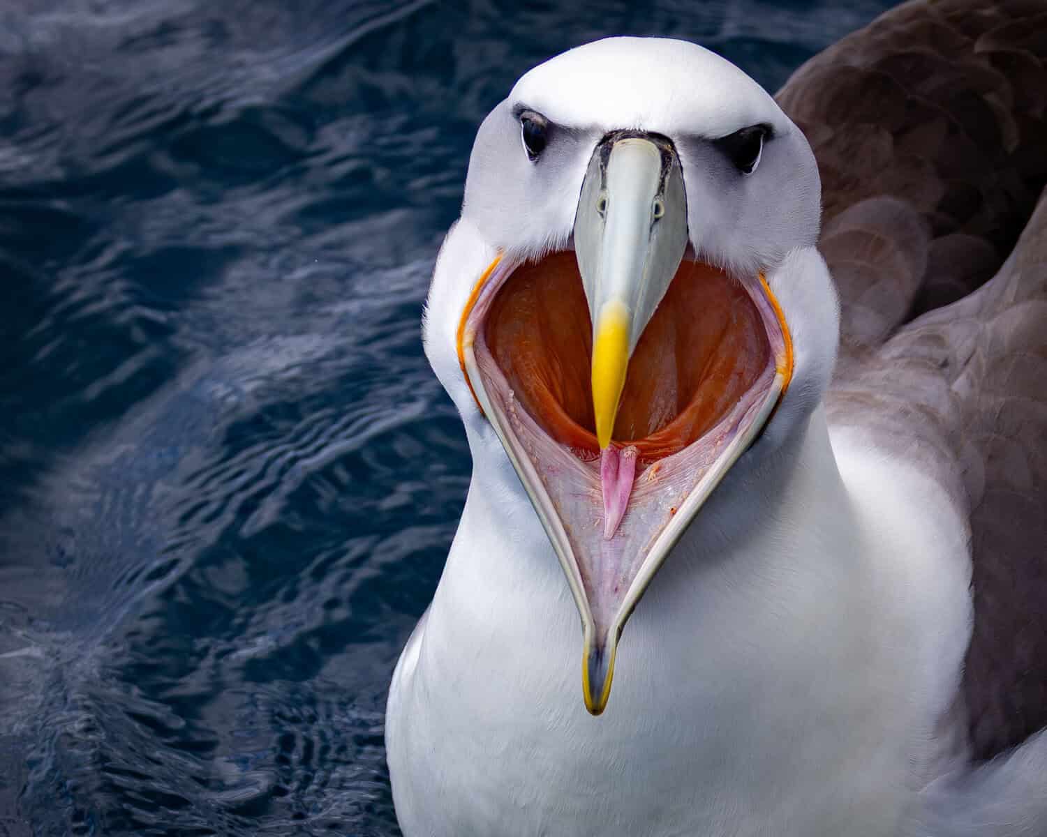 Nature Photography Contest funny animals winner