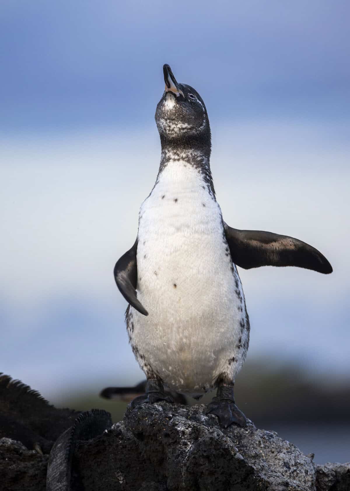 Nature Photography Contest funny animals winner