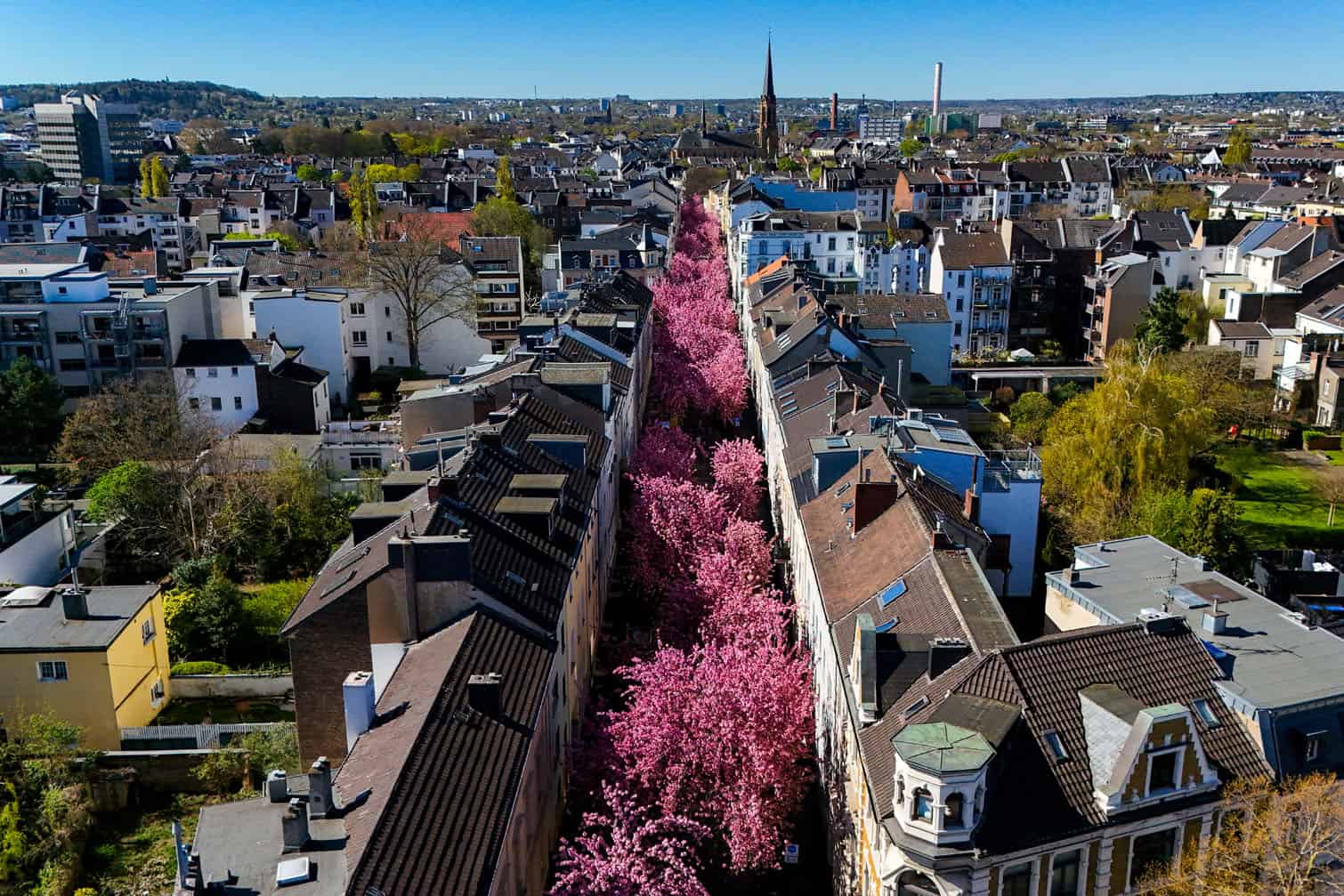 An aerial view shows blooming cherry trees