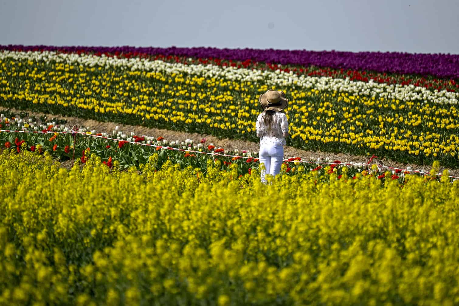 A woman poses at a tulip field