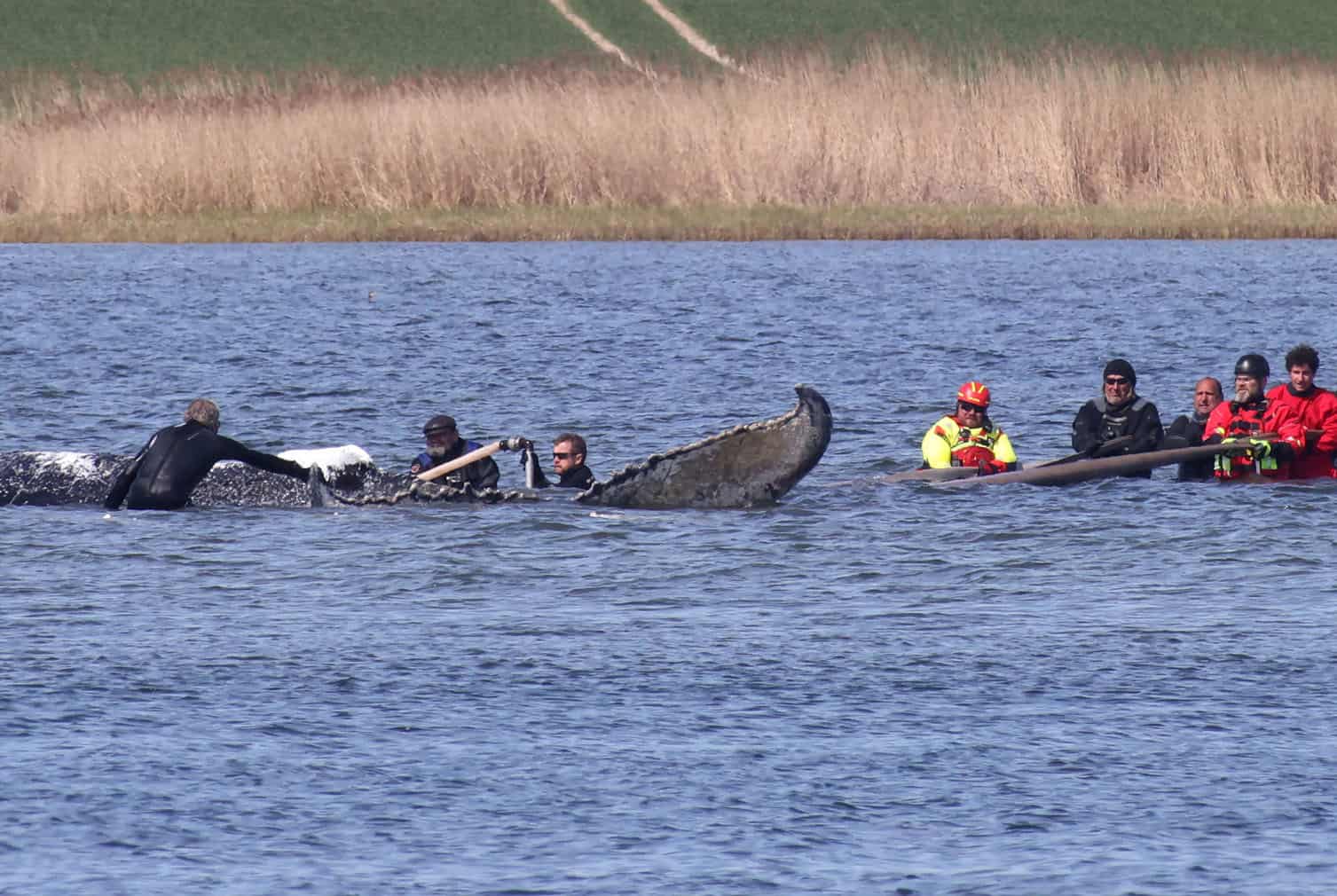 People stand close to a stranded humpback whale