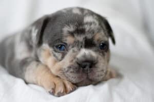 Hand-raising a puppy is not for the weak