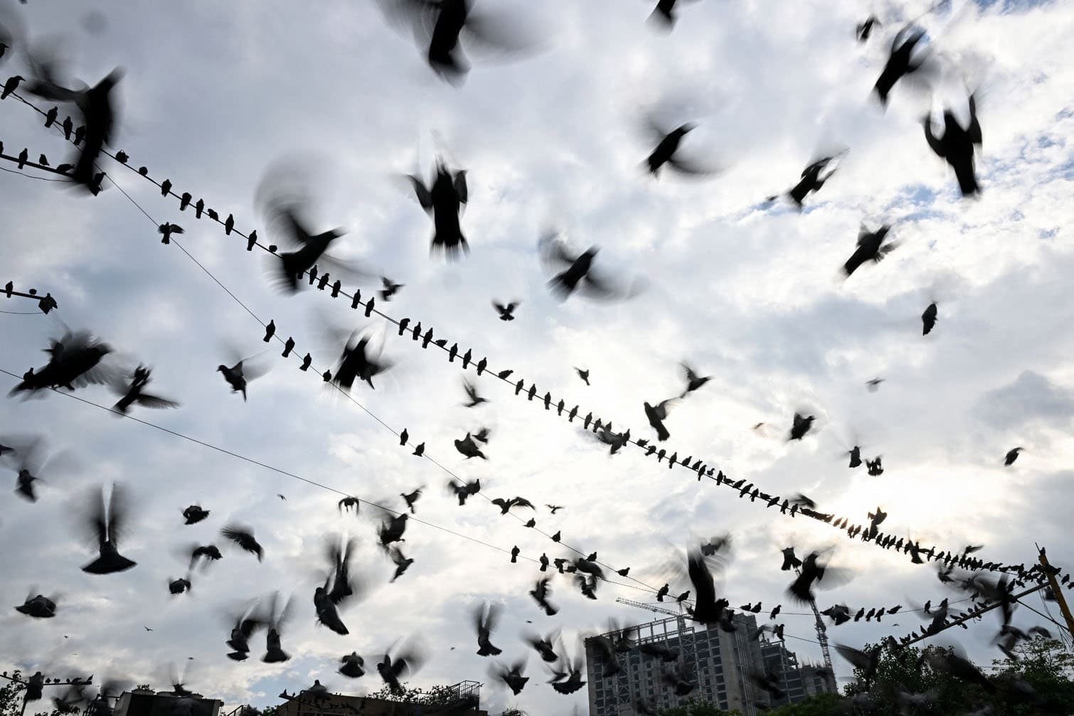 pigeons perched on electrical wires