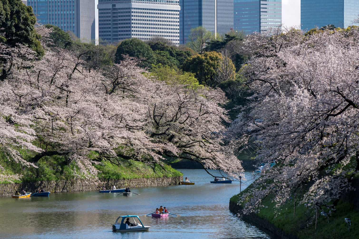 People use boats on Chidorigafuchi, one of the moats around the Imperial Palace