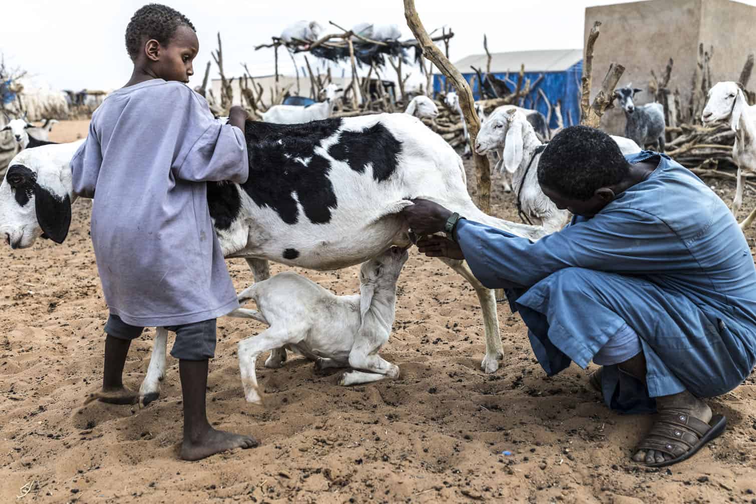 A kid suckles its goat mother's milk
