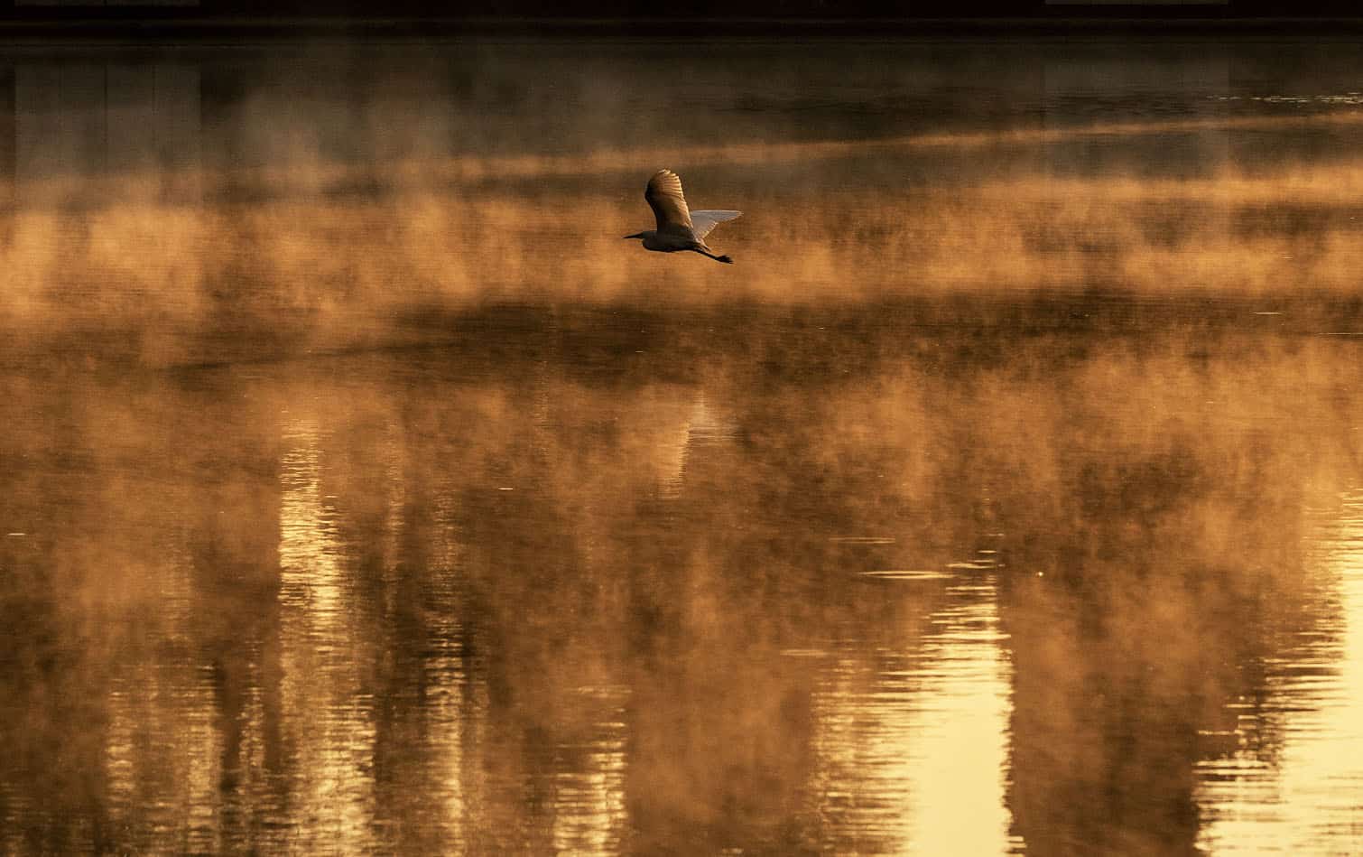A bird flies as steam rises from a lake