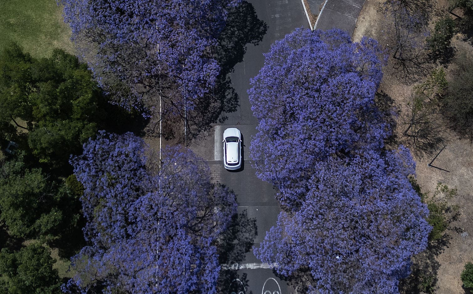 a car driving past Jacaranda trees at the Chapultepec Park