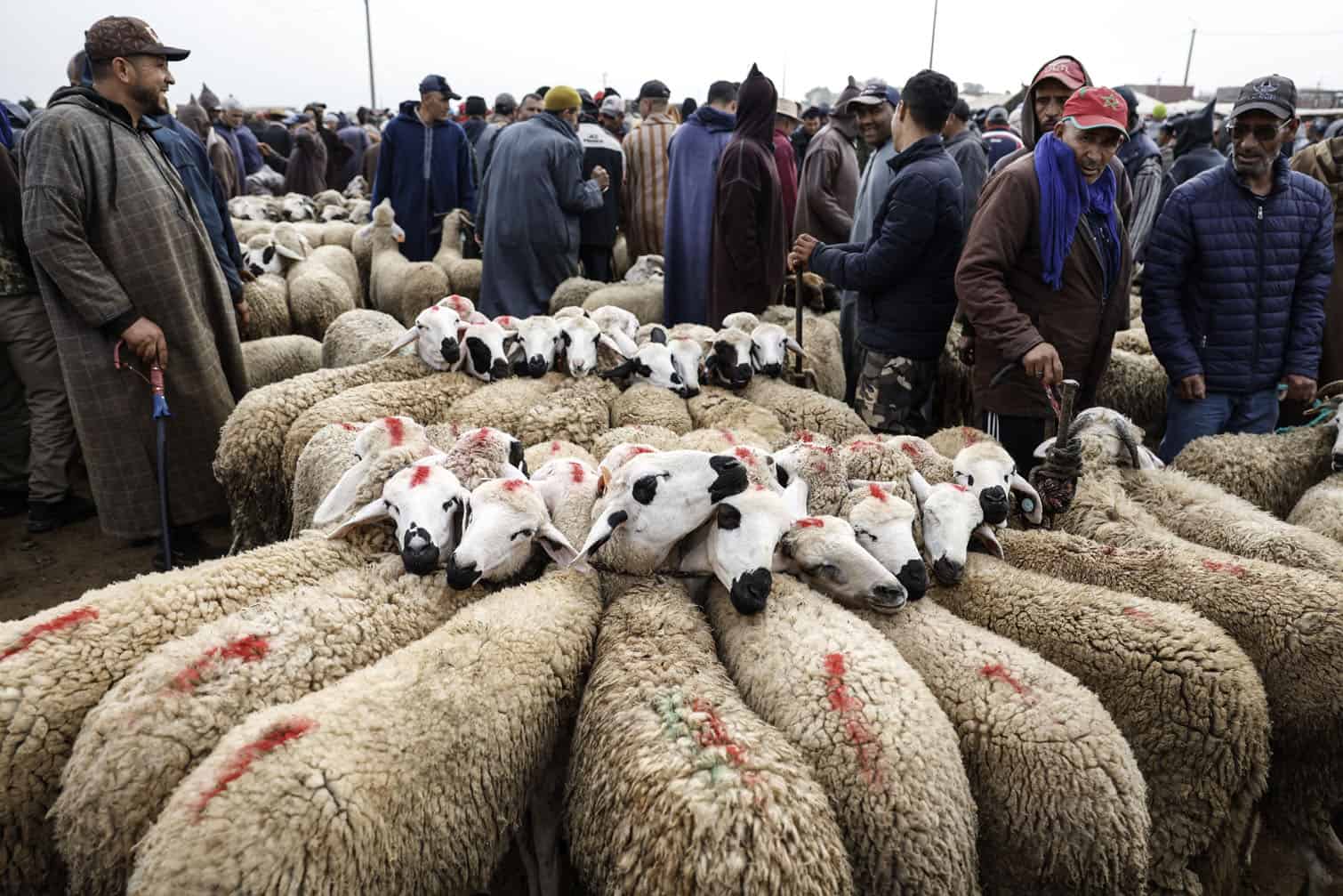 Merchants and customers stand near sheep
