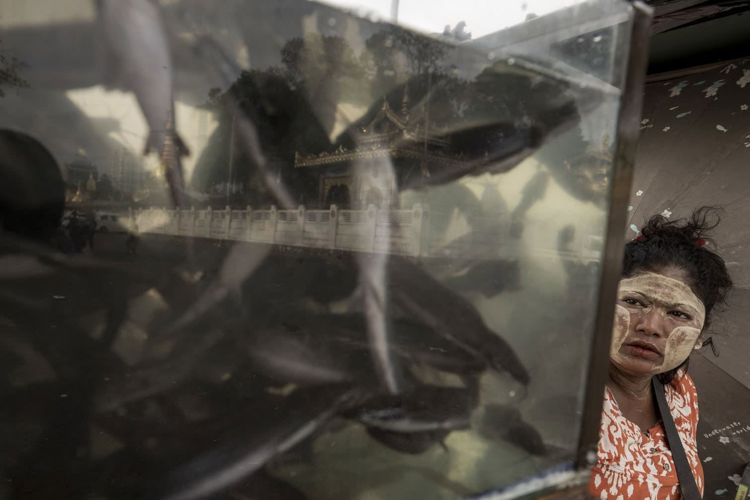 A vendor selling live fish