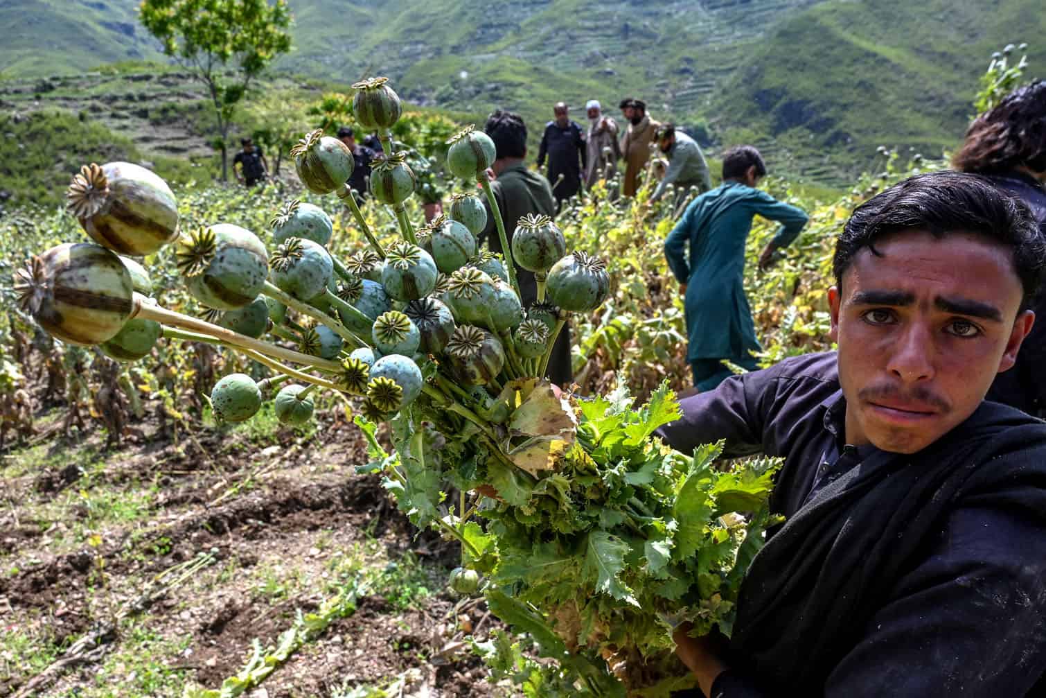 Volunteers help police personnel in destroying poppy cultivation