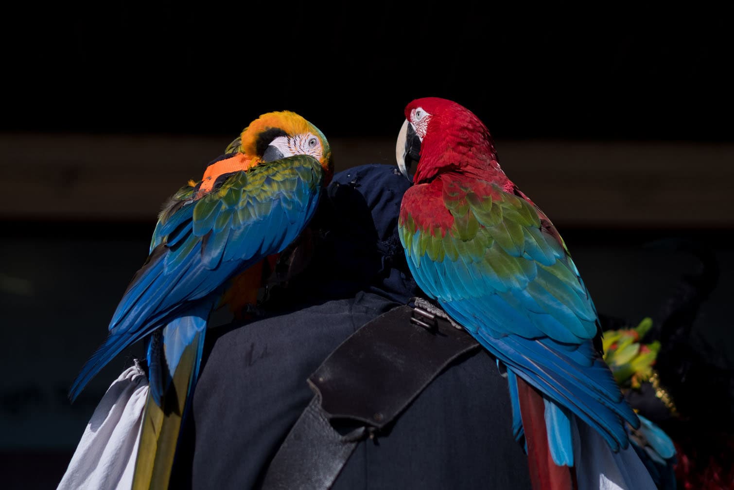 Fans Attend Scarborough Science Fiction Weekend 2026