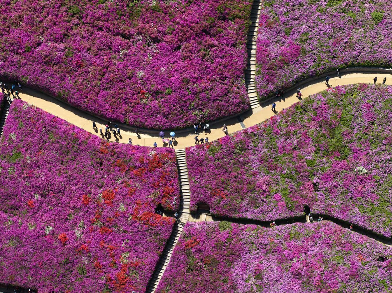 An aerial view shows people visiting a hillside in full bloom with azaleas