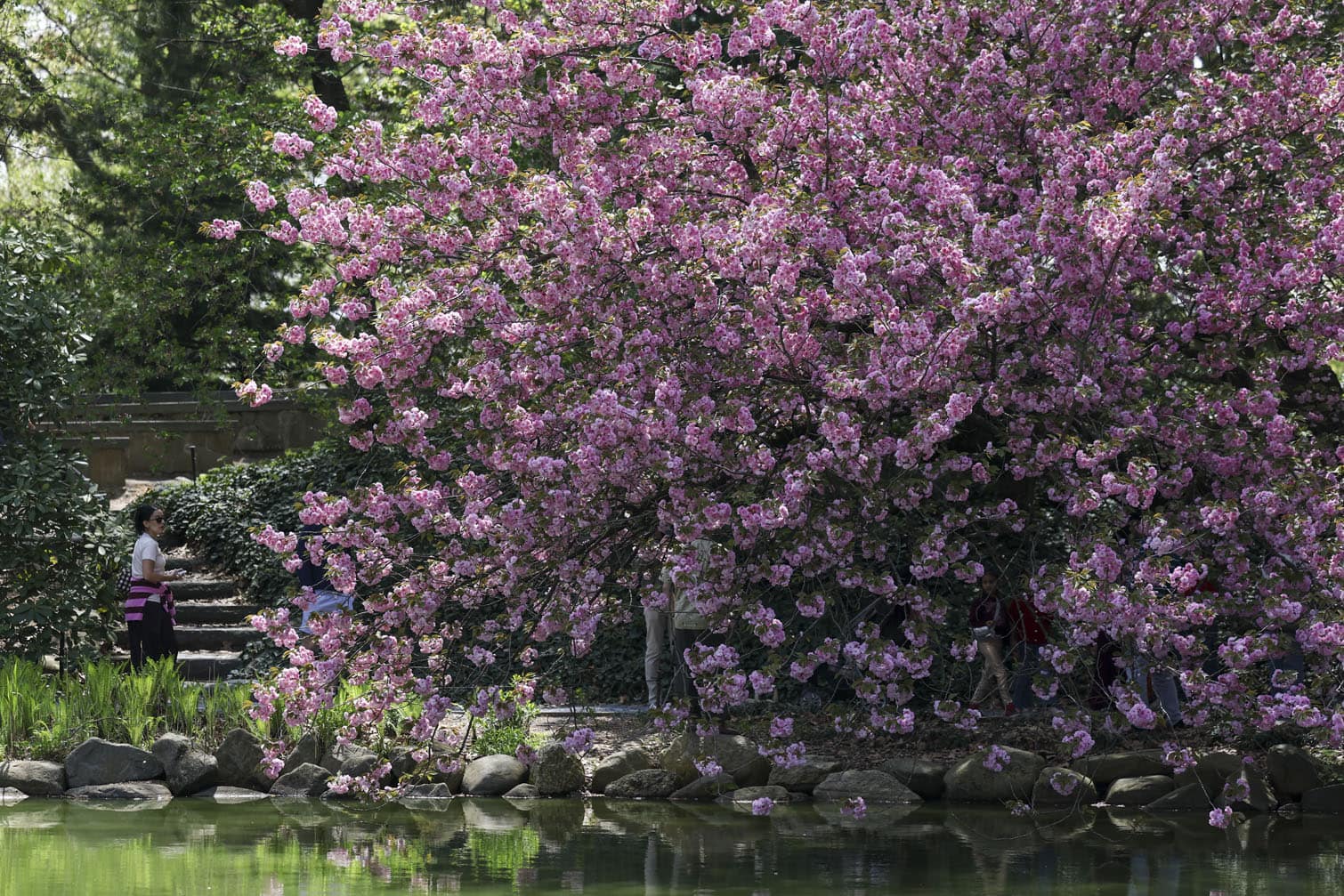 People visit the cherry blossoms