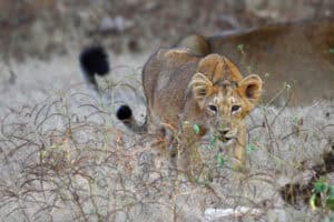 Asiatic lion cub deaths spark disease fears in India's Gir forest