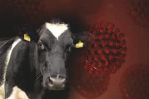 Foot and Mouth Disease, farmers, South Africa, Botswana, task team, collaboration