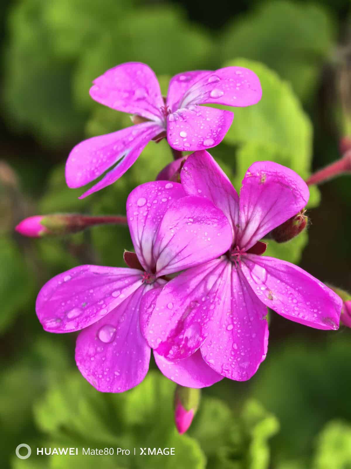 Huawei Mate 80 Pro photography
