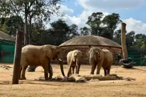 Joburg Zoo elephants