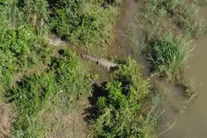 Saps hails police captain's bravery in Komati River Crocodile operation [VIDEO]