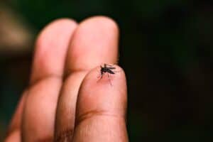 Mosquitoes kill 760 000 yearly yet experts question eradication