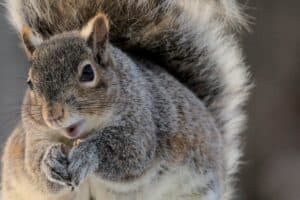 Our attention spans are now shorter than a squirrel on crack