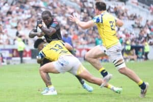 Sharks Zebre