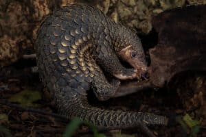 trafficking, poaching, wildlife trafficking, illegal trade, illicit trade, conservation, pangolin