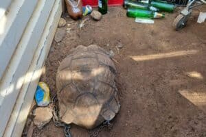 Police rescue endangered Leopard tortoise from North West shebeen