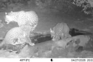 The camera trap footage shows the cubs alongside a female leopard. Photo: Supplied