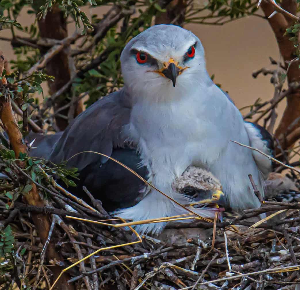 Blackwinged Kite
