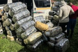 The dagga that was confiscated.