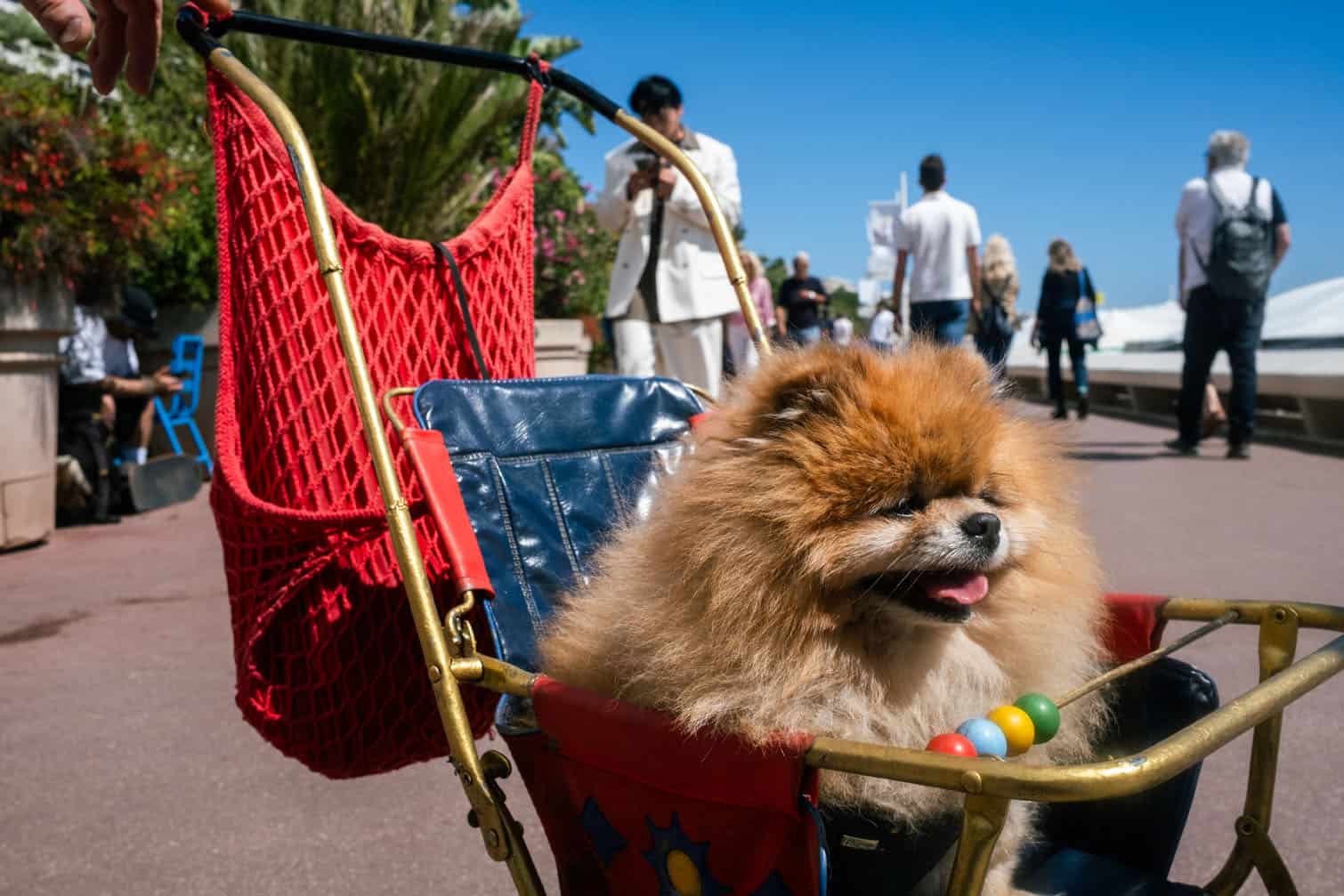 A dog is pushed in a cart along the Boulevard de la Croisette