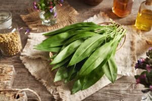 Good Life Show 2026: Cape Town’s Biggest Conscious Living Celebration