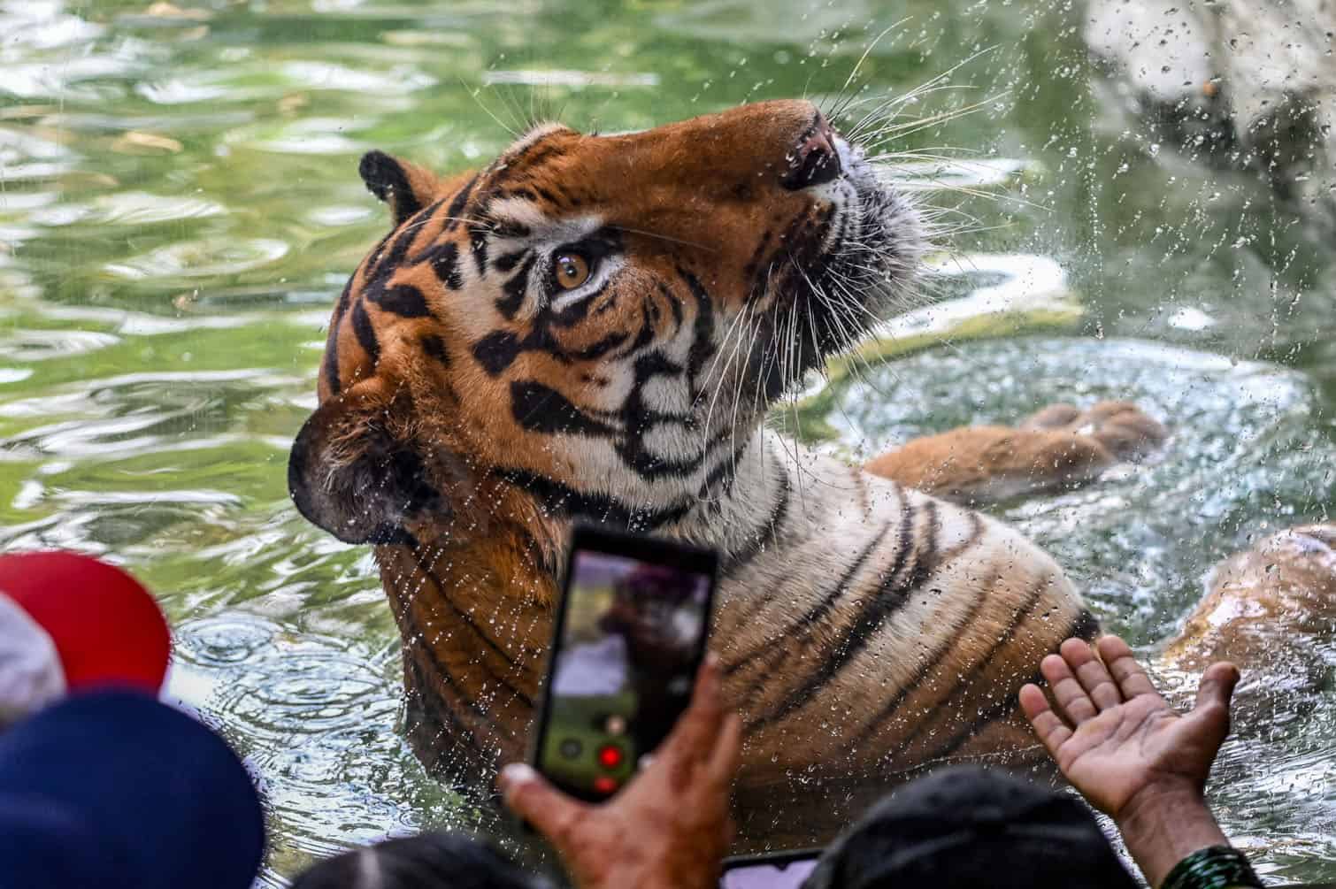 Visitors watch Jai, a Bengal tiger