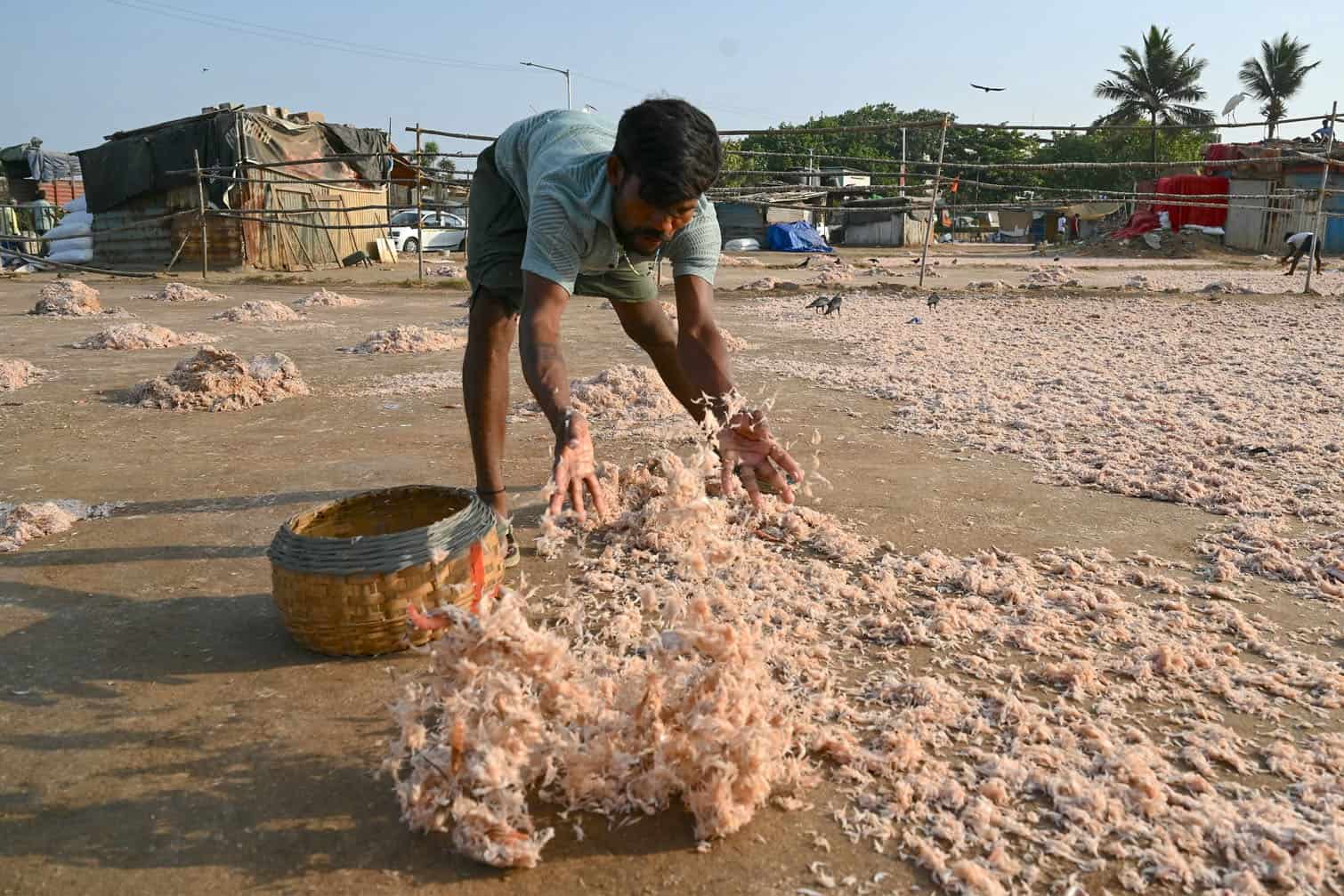A worker scatters fresh shrimps for drying