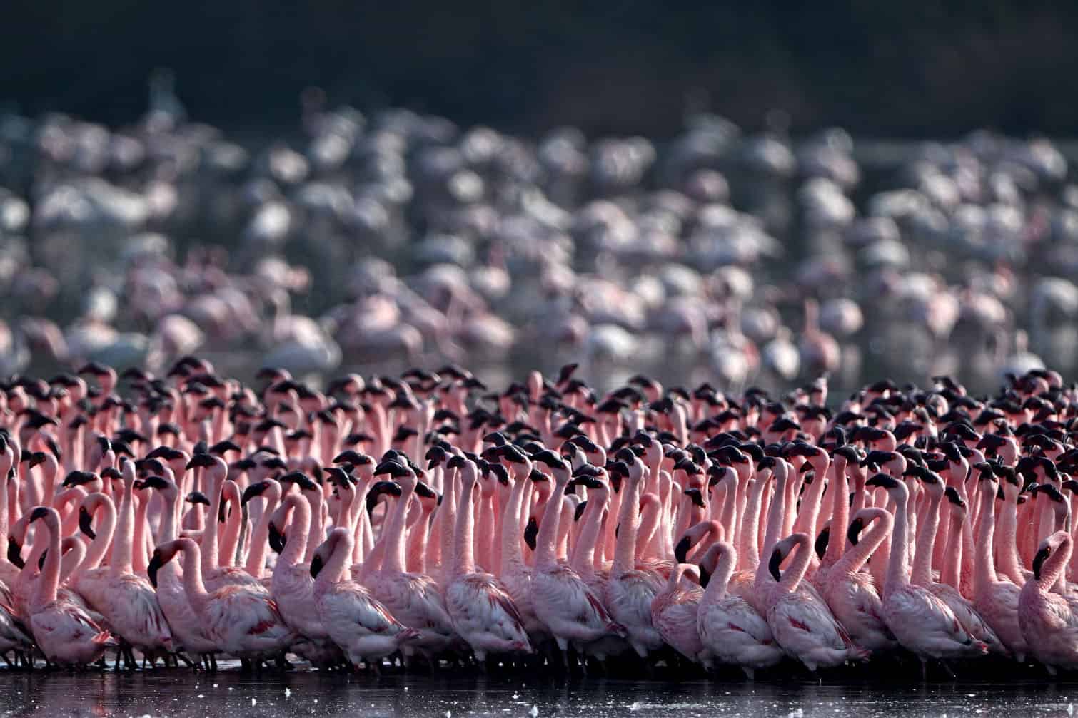 Flocks of flamingos