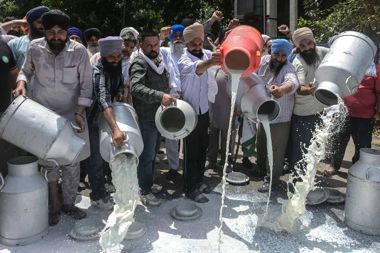Dairy farmers pour milk onto the road