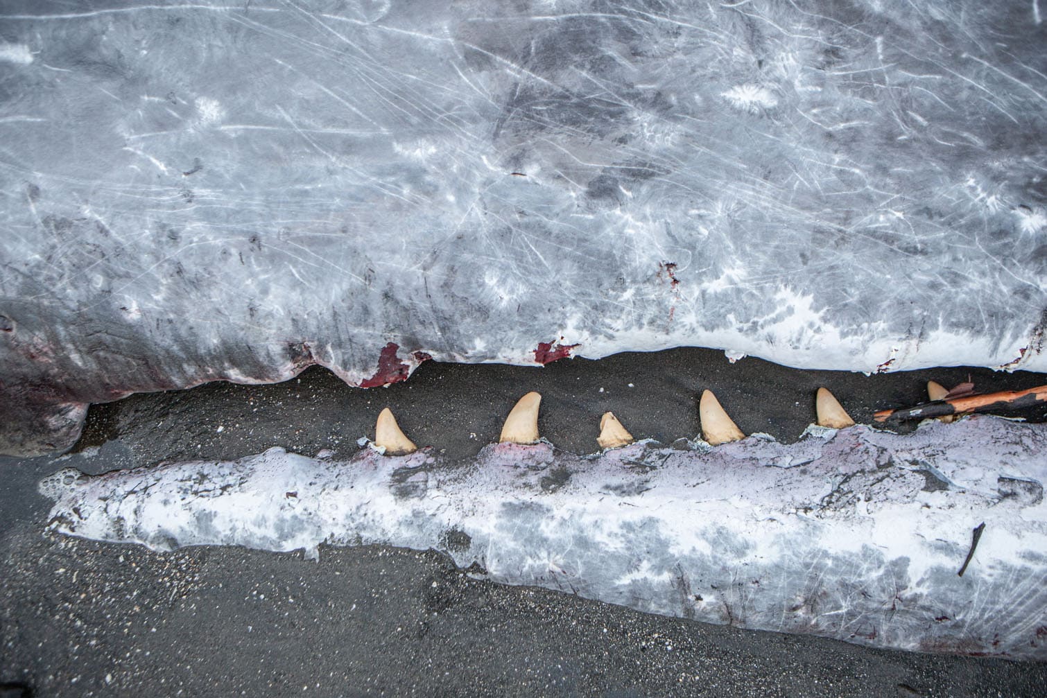 The carcass of a sperm whale