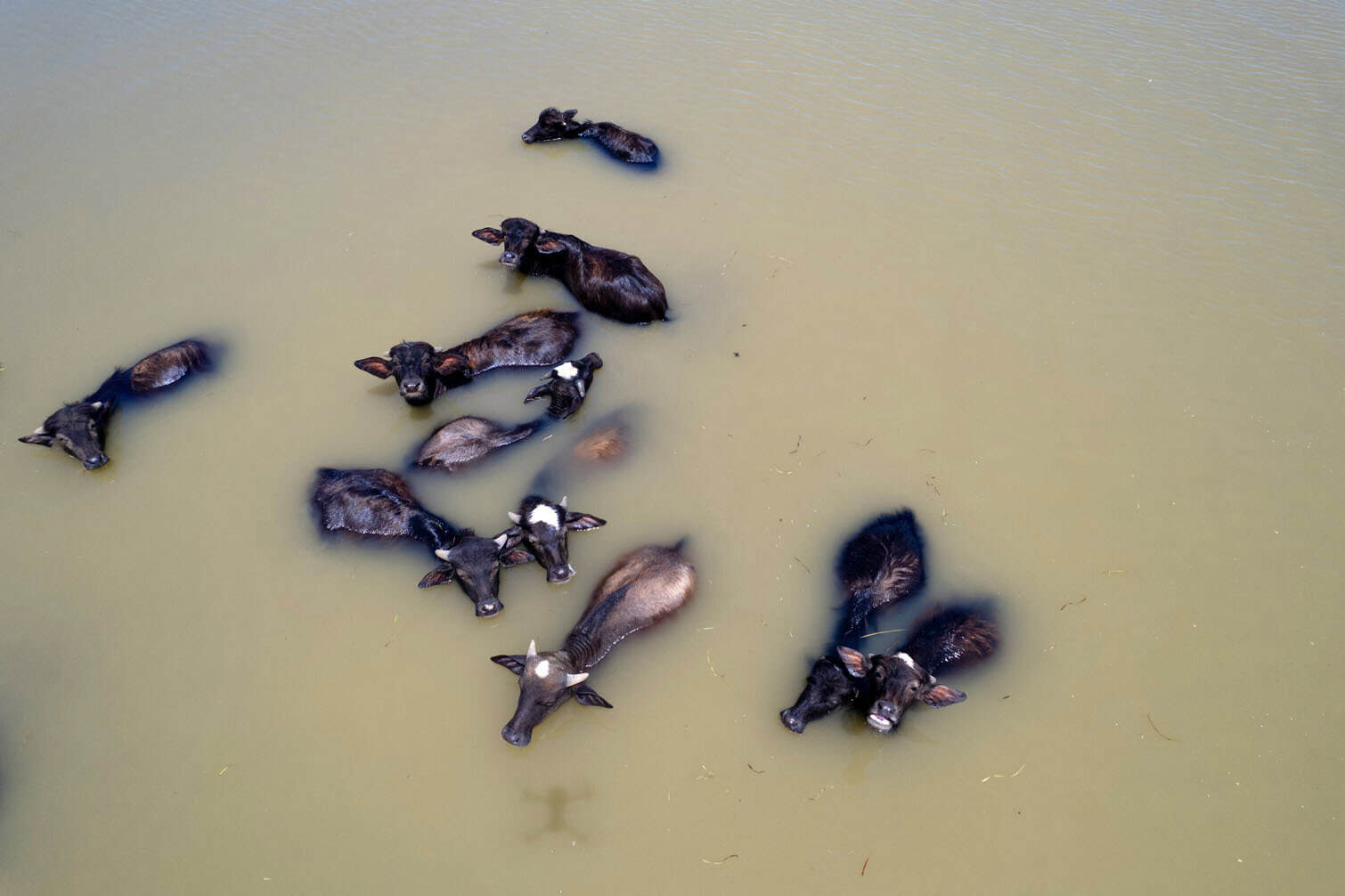 water buffalo feeding in the al-Chibayish Marches