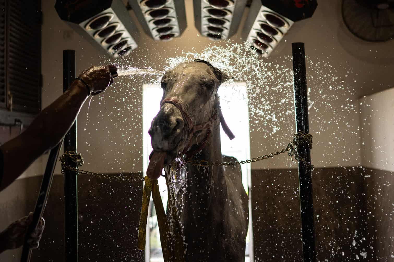 A caretaker washes an Arabian horse