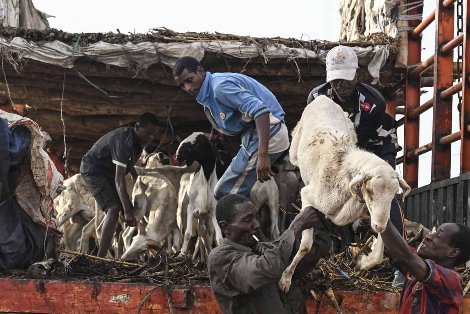 Herders off load sheep