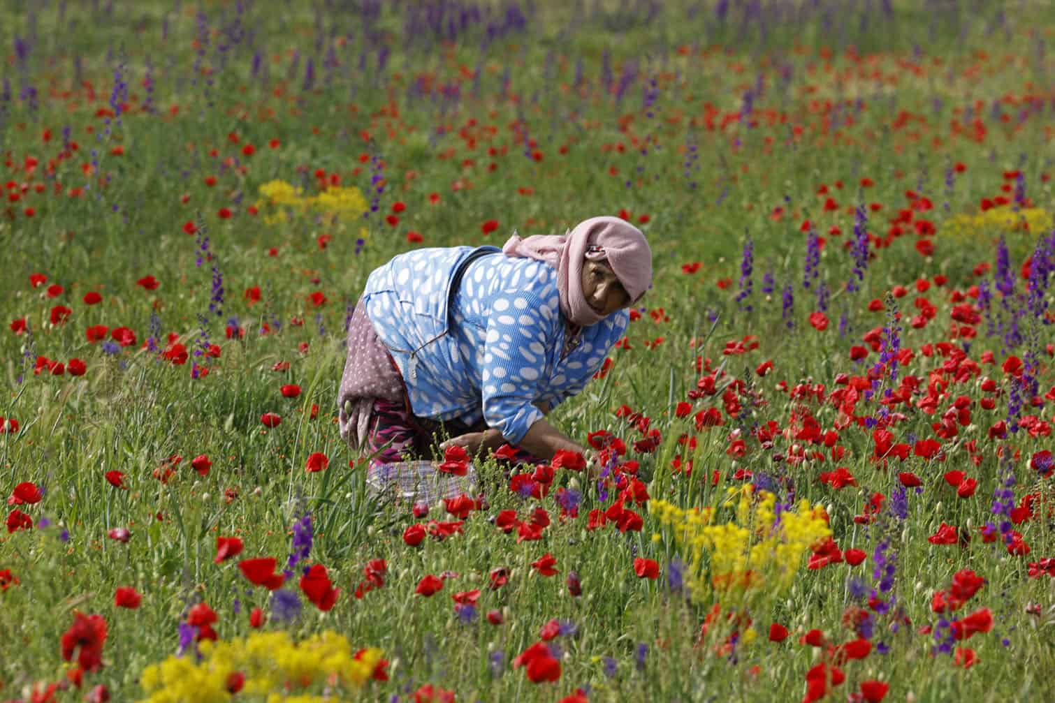 A worker collects flowers