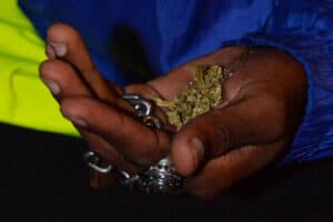 cannabis, confiscated plants, illegal, drugs, drug trafficking, saps, partnerships, court