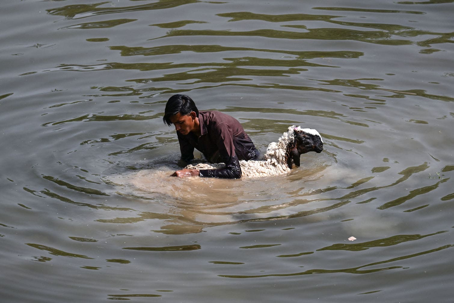 A livestock vendor bathes his sheep