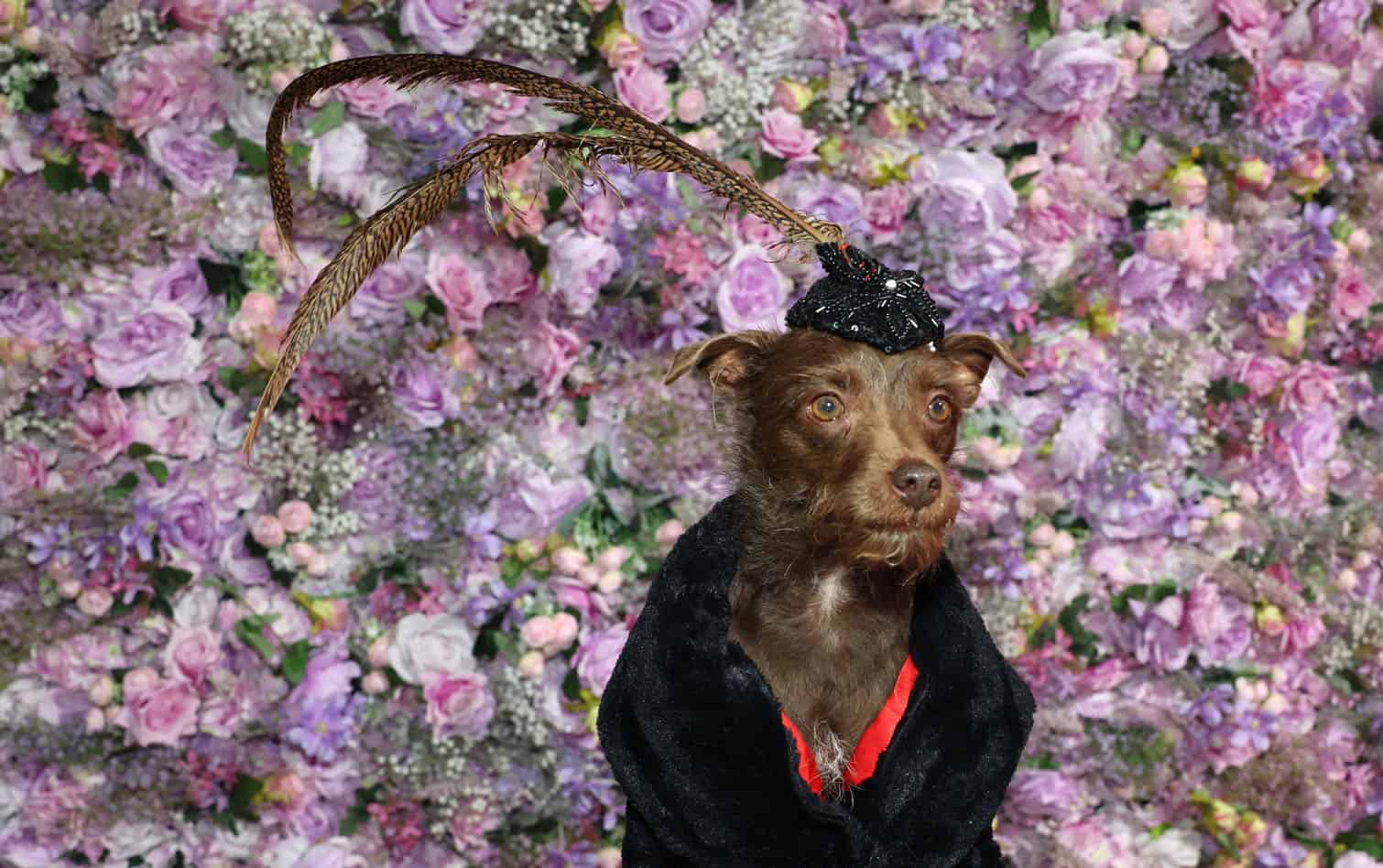 Bogie, a Chihuahua dressed as British singer-songwriter Sam Smith