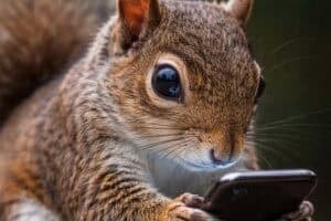 Our attention spans are now shorter than a squirrel on crack.